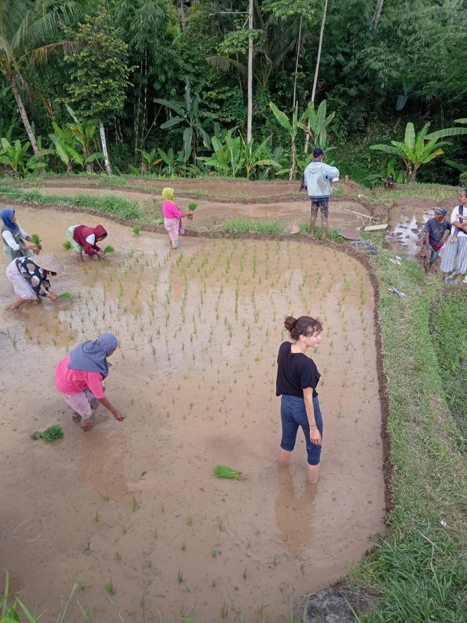 Coconut Homestay Tetebatu Eksteriør bilde