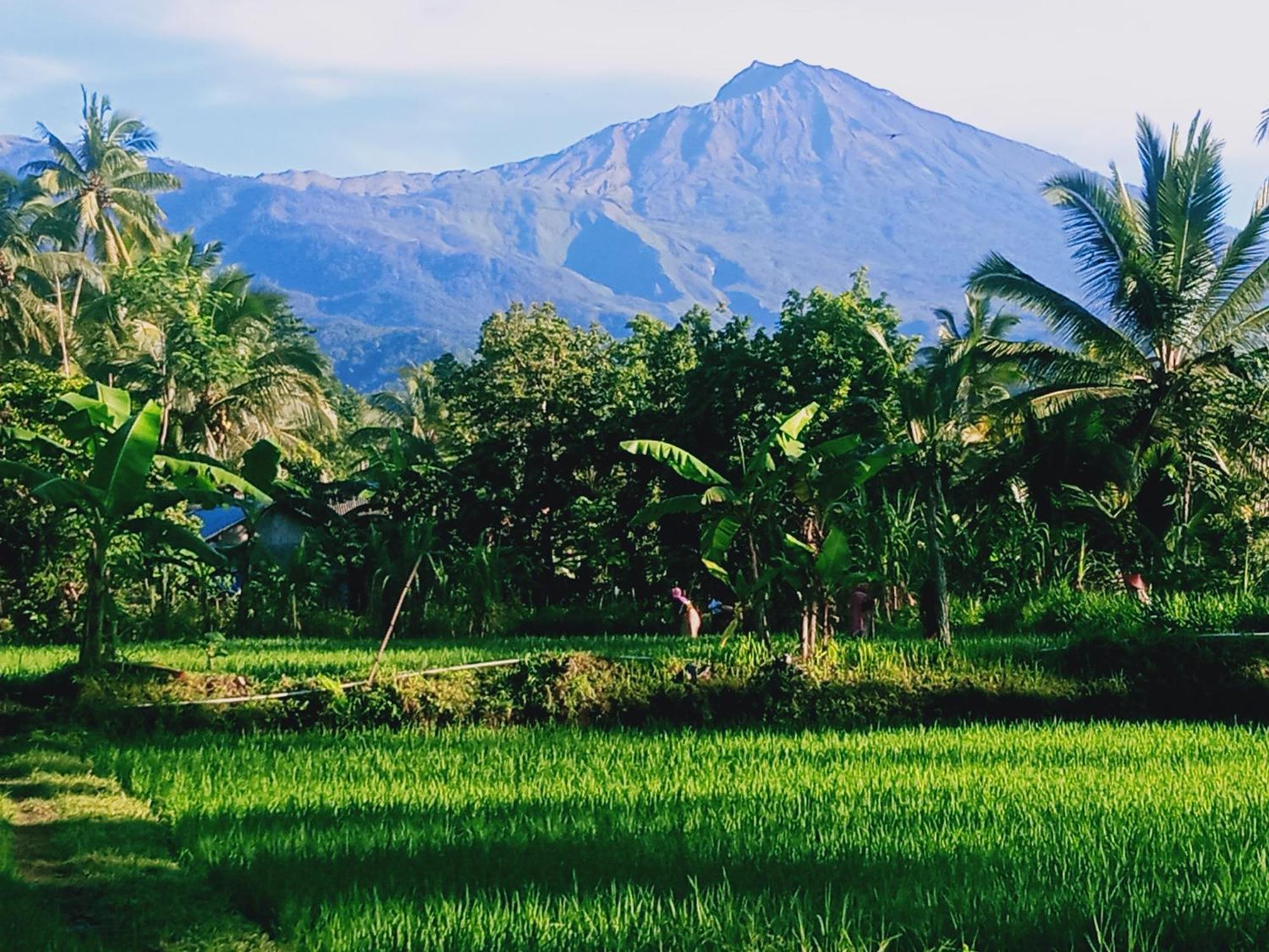 Coconut Homestay Tetebatu Eksteriør bilde
