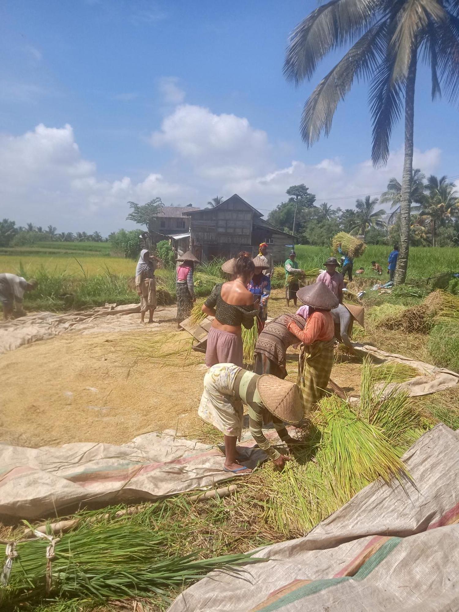 Coconut Homestay Tetebatu Eksteriør bilde