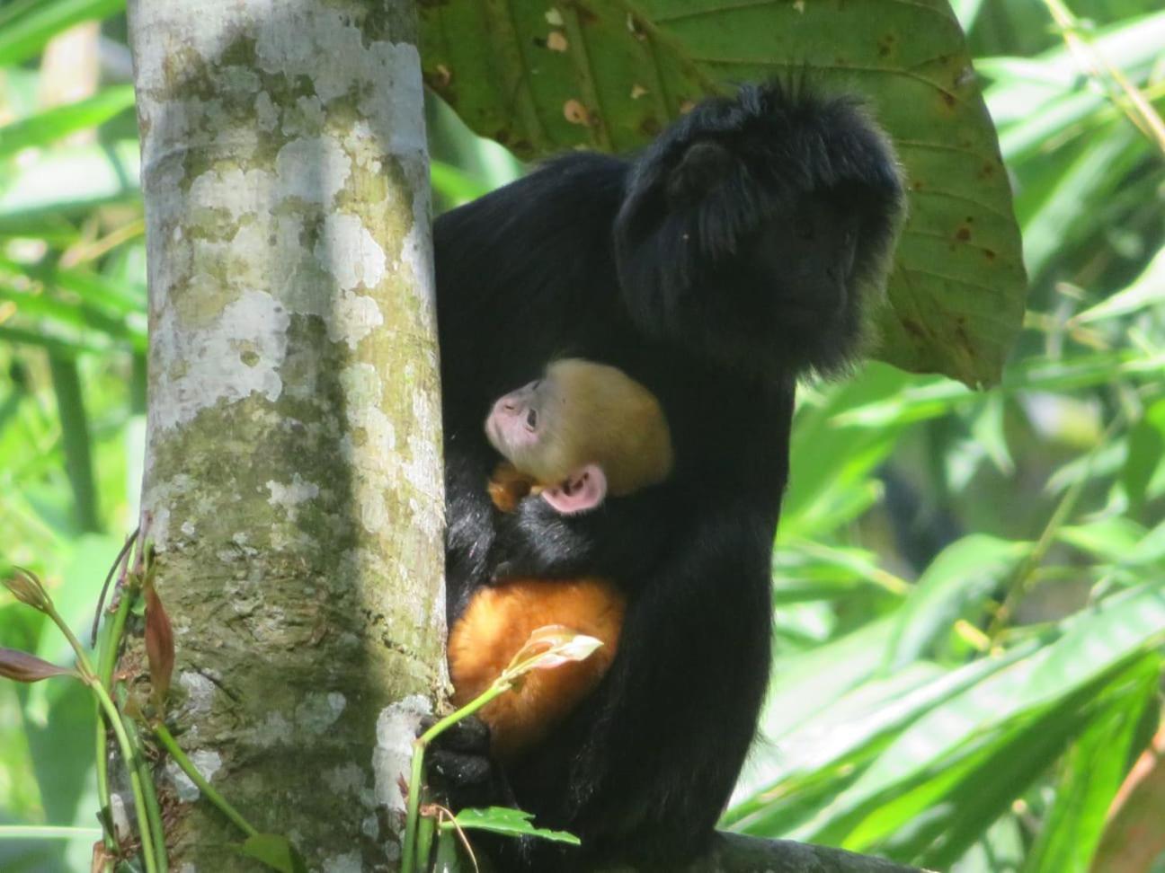 Coconut Homestay Tetebatu Eksteriør bilde
